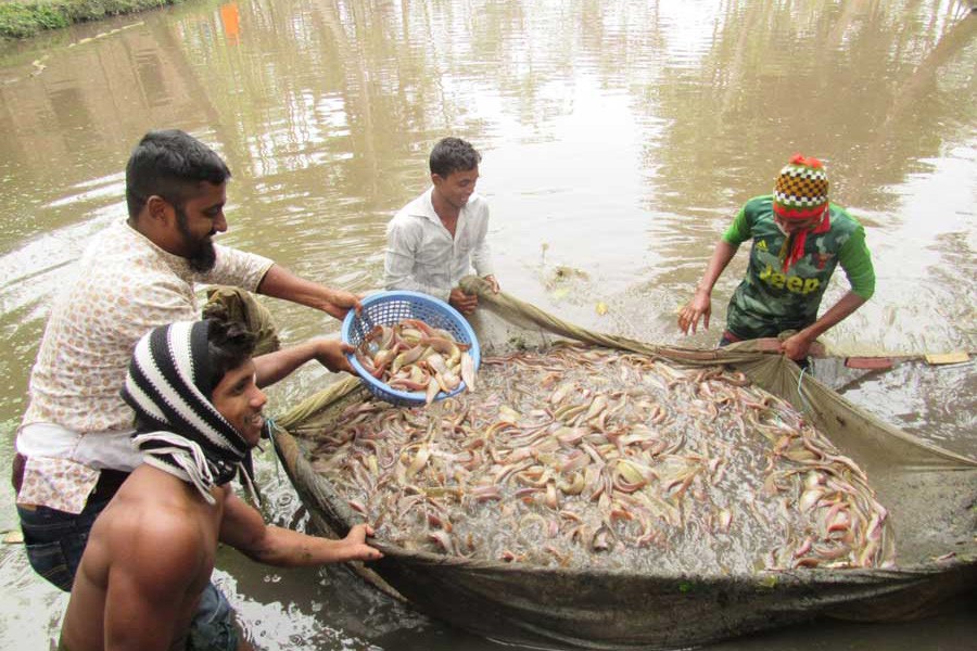 FISHERIES PROGRAM